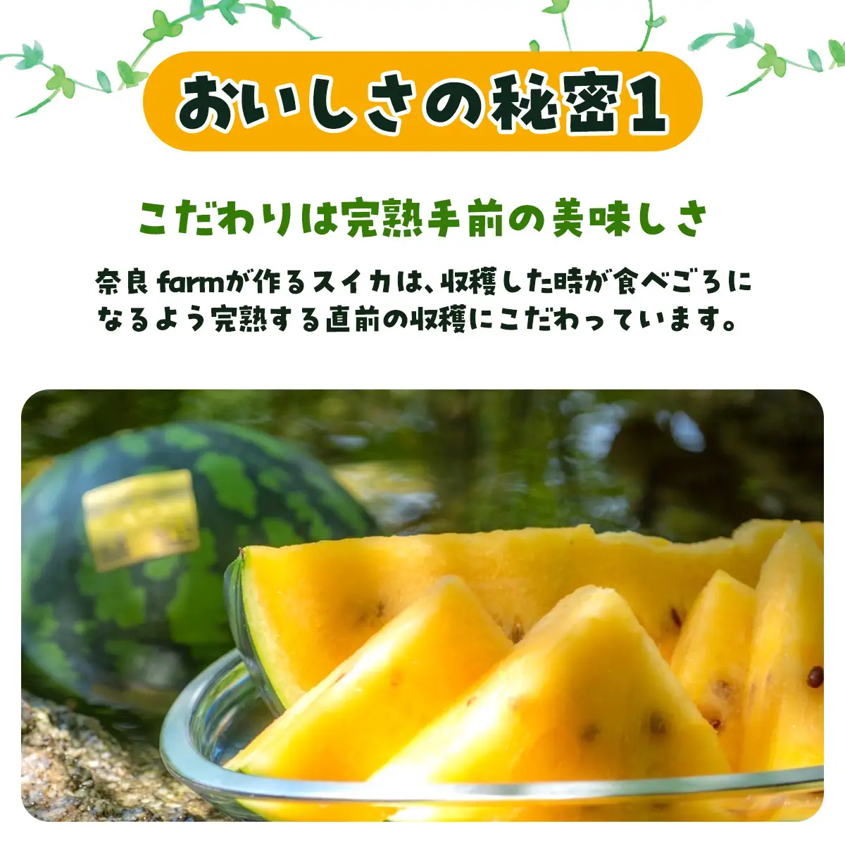 【先行予約】金色羅皇　SMAF004