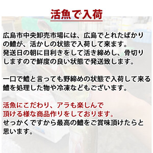 【先行予約】活き締め鱧（はも）セット（二人前～三人前）辛子酢味噌・ポン酢付き 湯引き 鱧しゃぶ