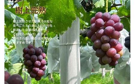 【訳あり】 ピオーネ 岡山県産ぶどう 訳ありピオーネ1.0kg以上（2房） 【kgftmt017-02】