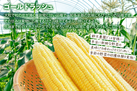 【期間限定】とうもろこし収穫体験（1グループ分） とうもろこし狩り 収穫 とうもろこし 新鮮 収穫体験 採れたて ゴールドラッシュ 鈴木農園 愛知県 知多市