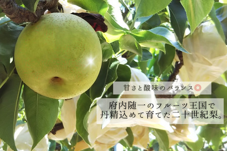 【先行予約 数量限定】梨 2026年度産 二十世紀梨 約3kg (7～10玉入り)  梨