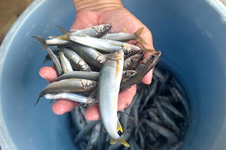 日野川育ちの「夏香鮎」小鮎（約10㎝）瞬間冷凍 1kg【鮎 冷凍 1kg 国産 アユ あゆ 魚 魚介 海鮮 養殖 川魚 塩焼き 甘露煮 煮凝り 素揚げ 天ぷら 鳥取県 日吉津村 日野川 日本海】
