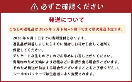 熊本県産 ブラックジャック （高級西瓜） 約5kg 1玉 スイカ すいか 西瓜 フルーツ 果物 くだもの 熊本 国産  【2026年5月下旬発送開始】