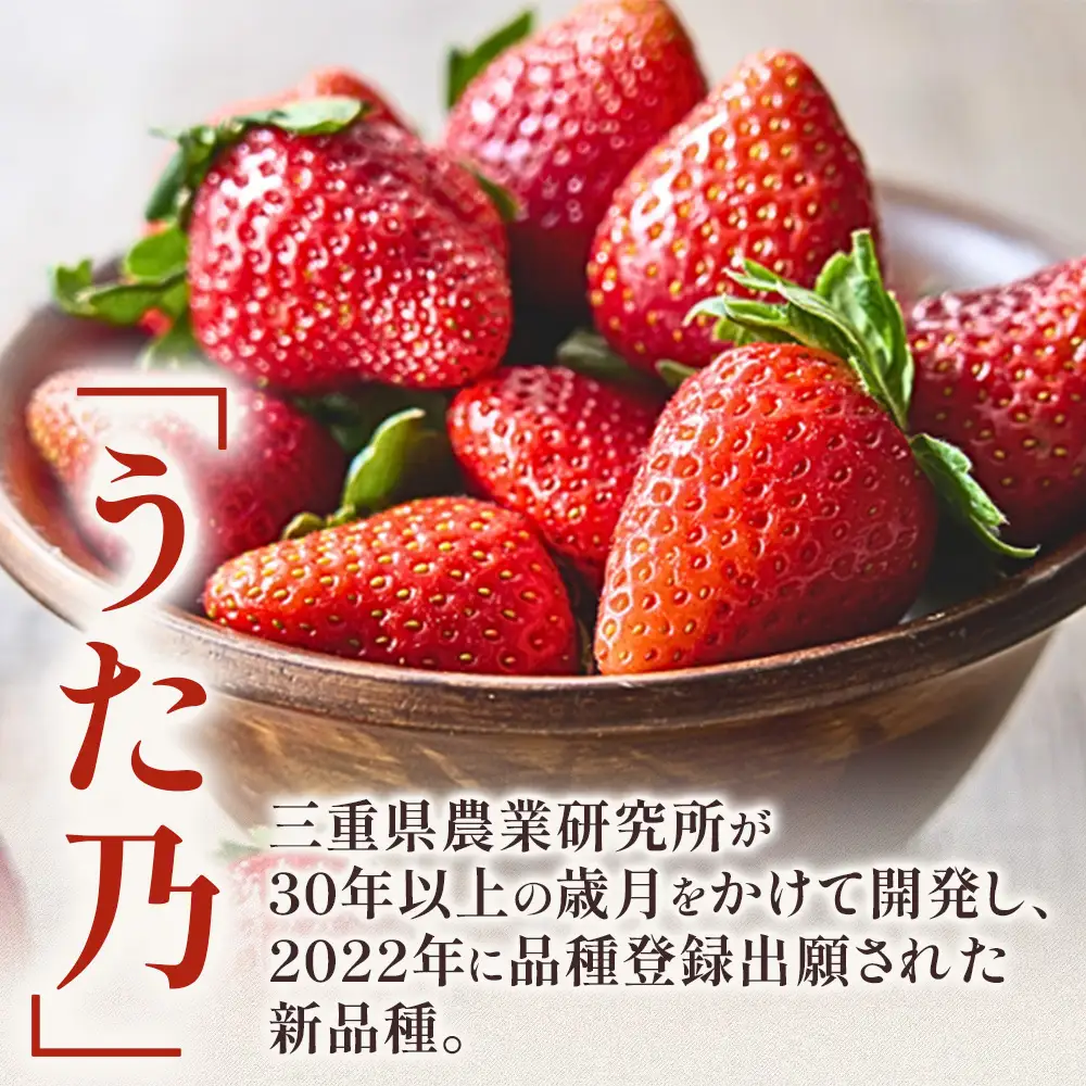 いちご【26年3～5月発送】うた乃 2パック×250g 完熟いちご