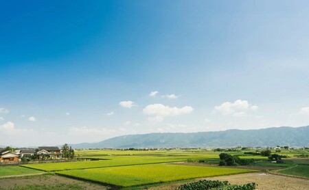 【ポスト投函】 八女茶 深蒸し茶 煎茶 100g お茶 茶 福岡県