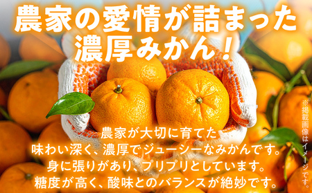 期間限定 みかん 1.5kg【11月上旬頃から順次発送】みかん