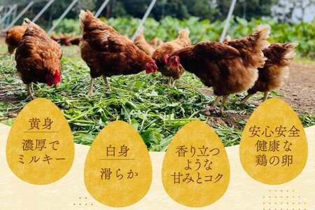 卵 平飼い たまご タマゴ 玉子 新鮮 6回 定期便 平飼い放牧卵「itadaki」4パック 24個／回 総計144個 [ナチュラルエッグラボ 長崎県 平戸市 hr42bgy420061]
