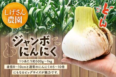 野菜 にんにく ジャンボにんにく 約2kg 【期間限定発送】 [しげさん農園 長崎県 平戸市 hr42bgy420076]