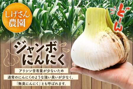 野菜 にんにく 玉ねぎ セット ジャンボにんにく 約1kg 新玉葱 約5kg 詰め合わせ 【期間限定発送】 [しげさん農園 長崎県 平戸市 hr42bgy420132]