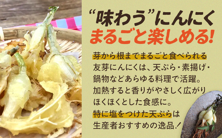 友芽にんにく 予約受付 生 50本 にんにく ガーリック ニンニク 国産 スプラウト 発芽 おつまみ 料理 栄養豊富 丸ごと 臭い におい ニオイ 福岡県 福岡 九州 グルメ お取り寄せ メール便（ポスト投函） 【11月～3月発送予定】