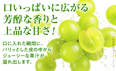 期間限定 シャインマスカット マスカット フルーツ ぶどう 葡萄 ブドウ 果物 くだもの 甘い 濃厚 ジューシー 産地直送 デザート おやつ 福岡県 福岡 九州 グルメ お取り寄せ 【9月上旬頃から順次発送】