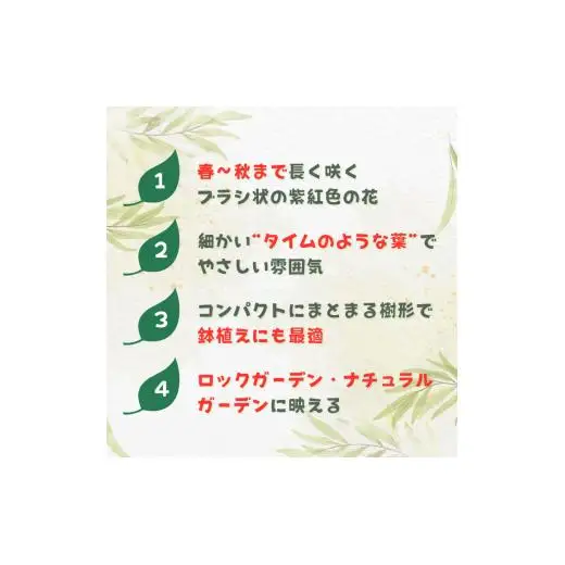 メラレウカ　タイムハニーマータル ／ メラレウカ タイムハニーマータル 植物 観葉植物 ハーブ 鉢植え