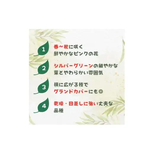 グレビレア　フォレストランブラー ／ グレビレア フォレストランブラー 植物 観葉植物 鉢植え