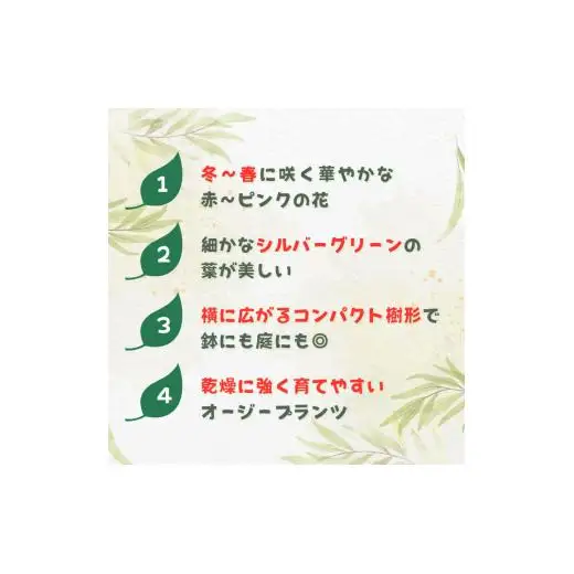 グレビレア　ラニゲラ ／ グレビレア ラニゲラ 植物 観葉植物 鉢植え