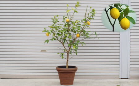 苗木 レモン 特大サイズ レモンの木 鉢植え ブラウン鉢 1個 植物
