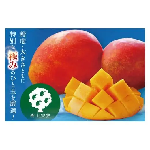 豊見城産マンゴー『殿内之宝(どぅんちのたから)』約1kg(ご家庭用) 