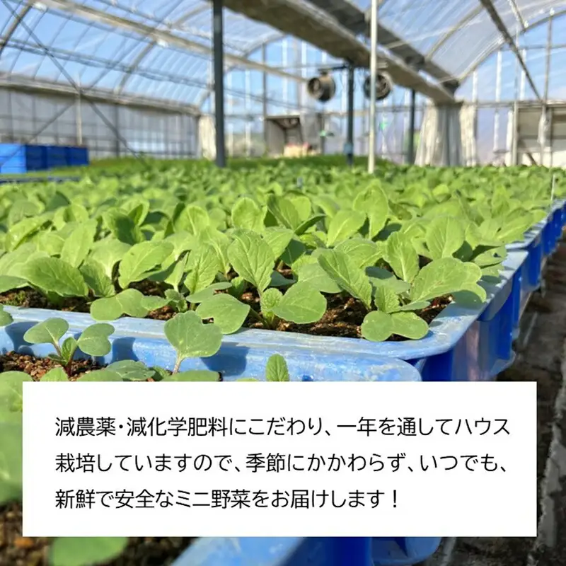 長野県佐久市産『ミニ野菜(根菜類)100本セット』（北海道・沖縄・離島は配送不可） 高原野菜 産地直送 新鮮 旬彩 減農薬 減化学肥料 信州 おまかせ【 長野県 佐久市 】