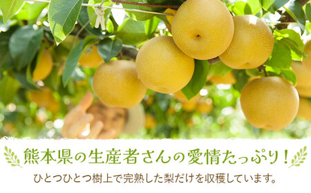 【先行予約】梨 訳あり梨 約2kg-2.5kg(6-10玉) 《2026年8月下旬-10月下旬頃出荷》 株式会社Foody’s なし 和梨 フルーツ 果物 ご家庭用 不揃い キズあり 菊池市産 熊本県産 九州産