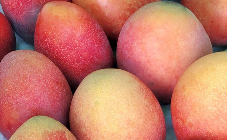 【2026年発送】仲間農園のお楽しみ（家庭用）完熟マンゴー約2kg（4～7玉） アーウィン 果物 甘い 夏 濃厚 ギフト Mango ランキング 完熟 お気に入り 収穫 人気 甘味 フルーツ 沖縄県 先行予約 食品 デザート 産地直送 送料無料