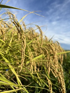 「黒田さん家のお米」長野県松本産こしひかり 無洗米 5kg×1袋