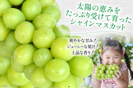【期間限定発送】 家庭用 訳あり シャインマスカット 2～3房 約1.2kg [いわた果樹園 山形県 高畠町 tk06ayt400007]