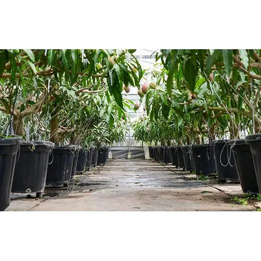 【先行予約】鉢植栽培 完熟マンゴー 3L×2個　宮崎県西都産 数量限定 サムライファーム 2026年発送＜24-2a＞