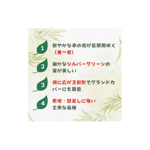 グレビレア　ジョンエバンス ／ グレビレア ジョンエバンス 植物 観葉植物 鉢植え