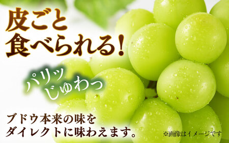 【先行予約】【数量限定】 シャインマスカット 約3.6kg マスカット 葡萄 ぶどう 熊本 フルーツ 野菜 果物 【日本フルーツ株式会社】[ZFJ042]