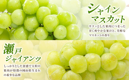 【先行予約】ぶどう ご家庭用 旬 の ぶどう 2種セット おまかせ2種 合計約2kg たけまさぶどう園 《8月中旬-10月中旬頃出荷》岡山県 浅口市 フルーツ デザート おやつ マスカット ぶどう 果物 国産 【配送不可地域あり】（離島）