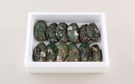 九十九島活あわび(900g)養殖