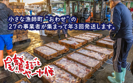 【オプション全部盛り！！】「オール尾鷲」の大人気まちおこし通販便（年3回） 尾鷲まるごとヤーヤ便 （年3回）  YA-12
