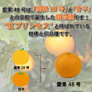 愛果48号 家庭用 お試し1kg(4～5玉) 【2027年3月上旬頃から順次発送】 | あいか 新品種 紅まどんな × 甘平 紅プリンセス と同品種 みかん ワケアリ 訳あり B品 柑橘 果物 おすすめ 高級 人気 お取り寄せ グルメ ギフト 期間 ご当地 愛媛県 松山市 蓮果園 【RNK025】