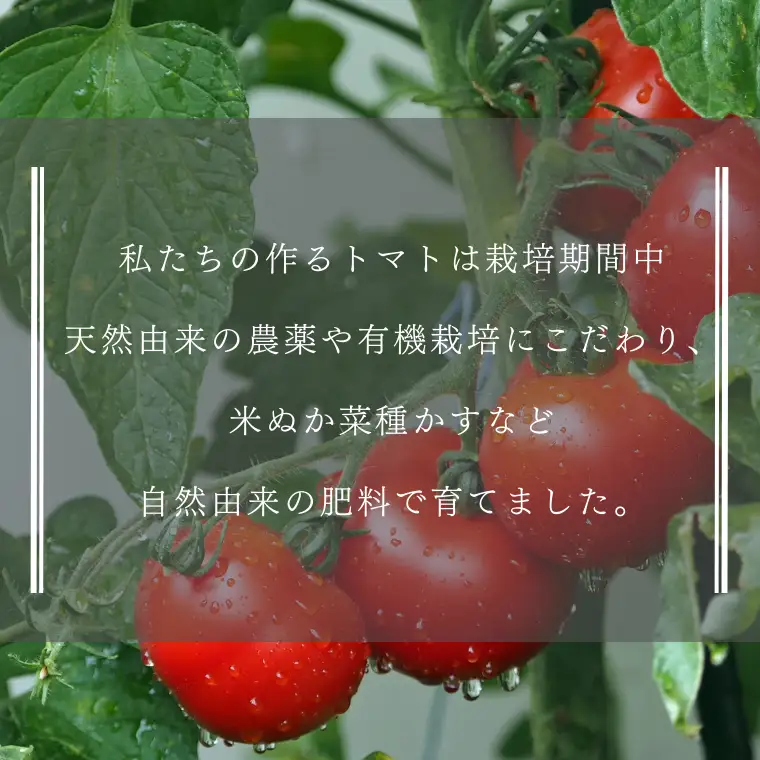 【定期便2ヶ月】有機トマトだけで作った無添加100％トマトジュース　1000ml×3本　計6本（ST-T509）