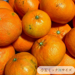 【2027年2月上旬頃から順次発送】 甘平 家庭用 約1kg　4～5玉 お試しサイズ Sから4Lサイズ混合 | 柑橘 みかん 蜜柑 果物 くだもの フルーツ おすすめ 国産 お取り寄せ グルメ ギフト 期間限定 数量限定 ご当地 愛媛 松山 蓮果園 【RNK026】