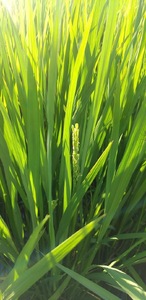 無洗米 「まるやまさん家のお米」 風さやか 10kg ( 5kg × 2袋 )  