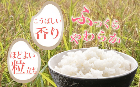 【 令和7年産 】 白米 5kg あさぎり 米 5キロ 香り米 精米 国産米 香米 おこめ アサギリ 空海ゆかりの里 うまにの おいしい お米 ふるさと納税米 ふるさと納税お米 2025年産 数量限定 高知 黒潮町 [1699]