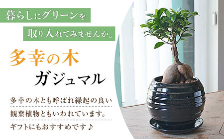 観葉植物ガジュマル 多幸の木 ボール形 (黒) 観葉植物 [ACYK035]