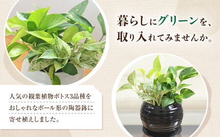 観葉植物ポトス オウゴンカズラ 3種 ボール形(黒) 観葉植物 [ACYK036]