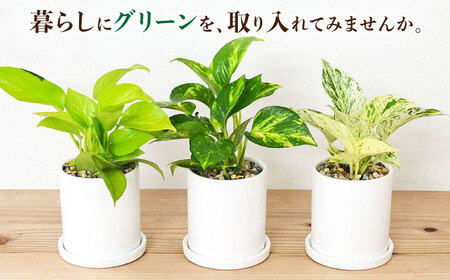 観葉植物ポトス 3種 3鉢セット 観葉植物 [ACYK037]
