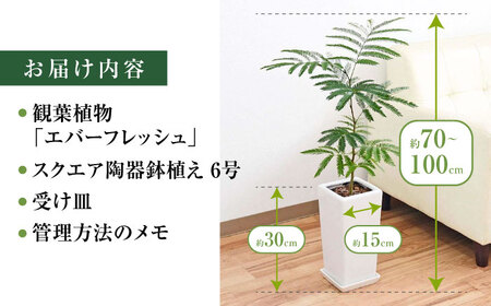 観葉植物エバーフレッシュ ネムノキ スクエア 6号 観葉植物 [ACYK038]