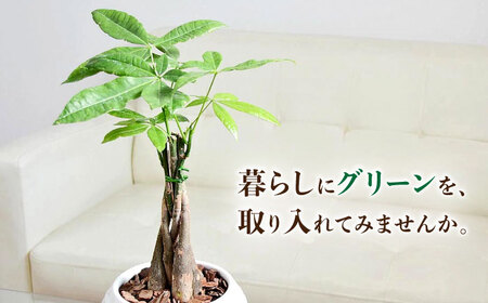 観葉植物パキラ 編み込み ボール形 観葉植物 [ACYK041]