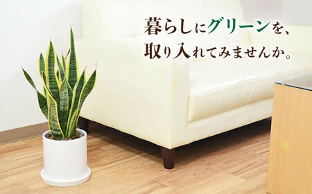 サンスベリア ローレンティ 円柱形シリンダー陶器 サンスベリア[ACYK042]