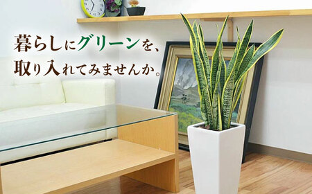 サンスベリア ローレンティ 7号 白 75cm ロングスクエア サンスベリア[ACYK044]