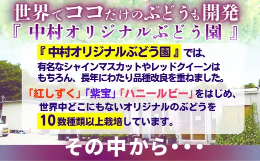 【2026年7月中旬～順次発送】デラウェア 1.8kg ぶどう詰め合わせ ぶどう 中村オリジナルぶどう園 ※発送前のご連絡についてご注意ください 希少 おまかせ 葡萄 ブドウ グレープ フルーツ 果物 くだもの 果汁 ジューシー 食品 こだわり 大阪 河内長野 長野 厳選