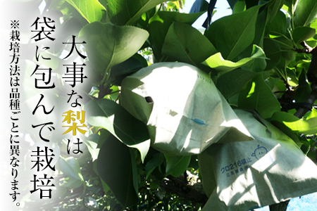 『上田農園』の玉東梨 期間限定 予約受付中 たっぷり約3kg 3-10玉前後《8月中旬-10月上旬頃出荷》 熊本県玉名郡玉東町『上田農園』｜ブランド梨 人気梨 特産品梨 熊本県梨 玉東町梨 大人気返礼品