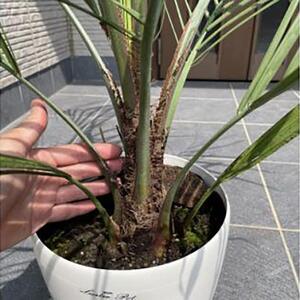 ココスヤシ 7号(21cm) 鉢カバー 常緑樹 (ガーデニング用)