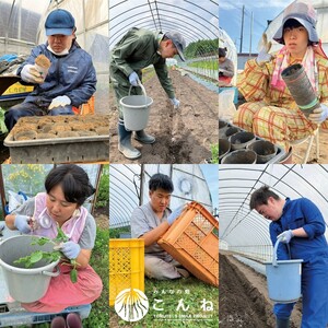 【予約：2026年9月から順次発送】こんねの旬の野菜詰め合わせセット 秋BOX 9〜10月 ( 野菜 やさい セット 詰め合わせ 野菜セット 旬 新鮮 )【202-0004】