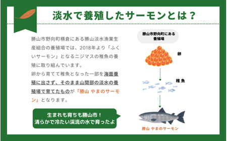 勝山 やまのサーモン 半身 冷凍  ※800ｇ以上×2枚 [C-050002]