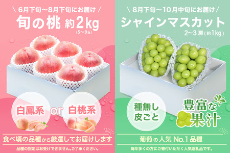 【2026年発送 先行予約】2回定期便 旬のフルーツ定期便（桃2㎏・シャインマスカット2～3房）180-022-26y