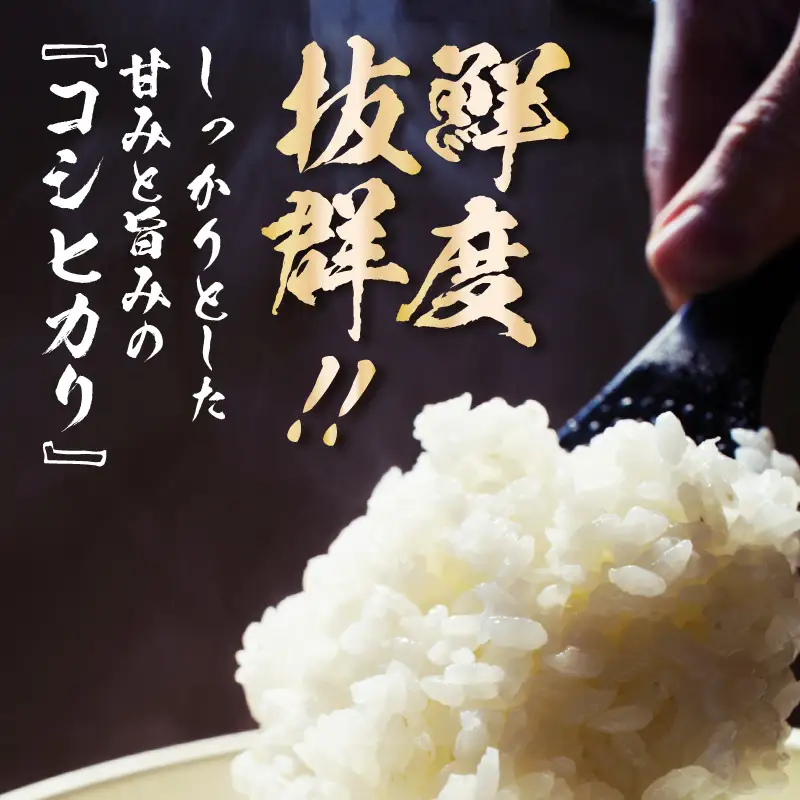 【令和7年産】コシヒカリ 精米 10kg×1袋 《お米マイスターが発送直前に精米！》／ 米 お米 10キロ 福井県産 ブランド米 ご飯 白米 新鮮 [aw064-b009]